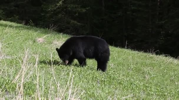 Urso Negro Colúmbia Britânica Canadá — Vídeo de Stock
