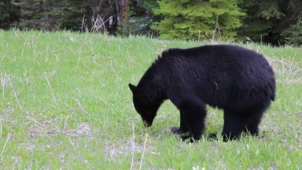 黑熊吃 加拿大不列颠哥伦比亚省 — 图库视频影像