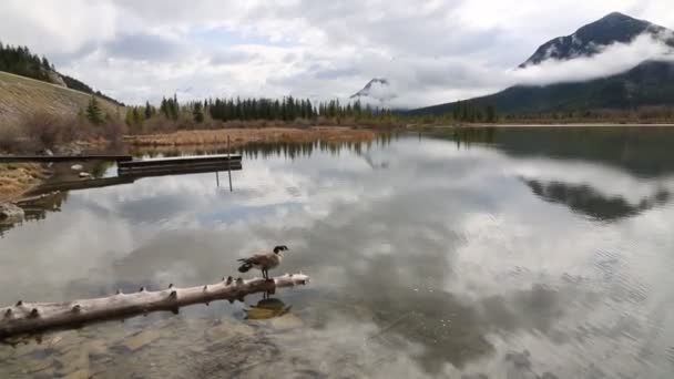 Idyllische Leven Vermilion Lake Nationaal Park Banff Canada — Stockvideo