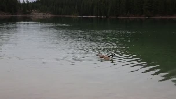 Twee Canadese Ganzen Twee Jack Lake Banff Canada — Stockvideo