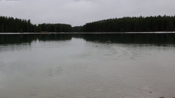 Ganso Canadá Despegando Dos Jack Lake Banff Canadá — Vídeos de Stock