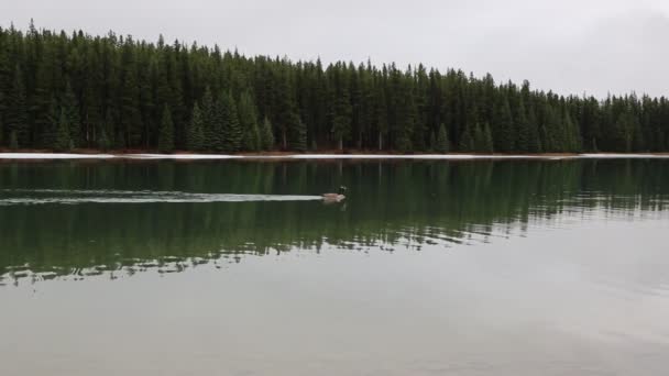 Dois Jack Lake Ganso Canadá Banff Canadá — Vídeo de Stock