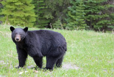 Siyah ayı izlerken - Kootenay Milli Parkı, Kanada, Britanya Kolumbiyası