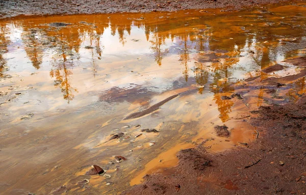 Yansıma hardal çamur - Kootenay Milli Parkı, British Columbia, Kanada