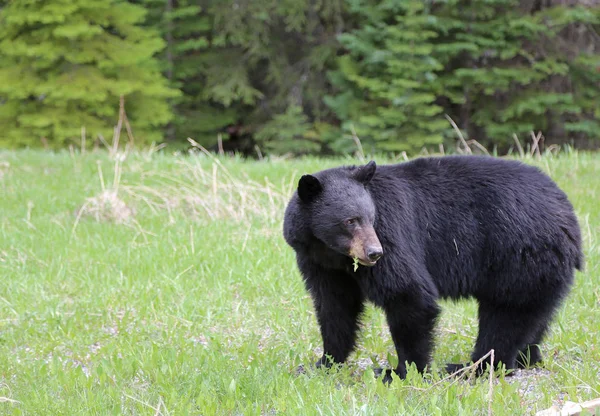 Ours Noir Feuilles Parc National Kootenay Canada Colombie Britannique — Photo