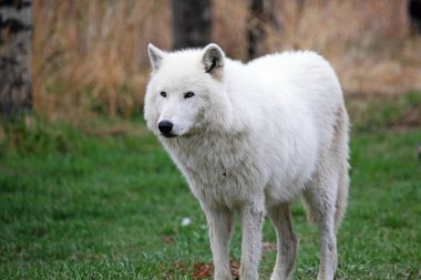 Kutup wolfdog - Yamnuska Wolfdog Sanctuary, Cochrane, Alberta, Kanada