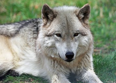 Gri wolfdog portre - Yamnuska Wolfdog Sanctuary, Cochrane, Alberta, Kanada