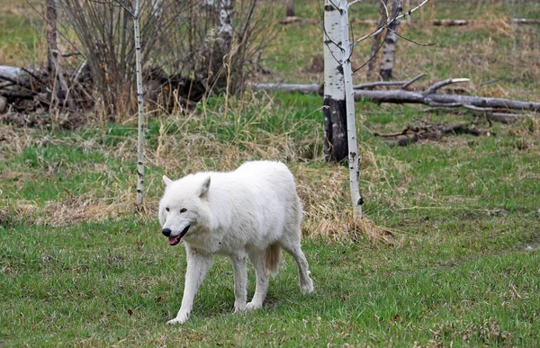 Paseo Del Perro Lobo Blanco Yamnuska Wolfdog Sanctuary Cochrane Alberta — Foto de Stock