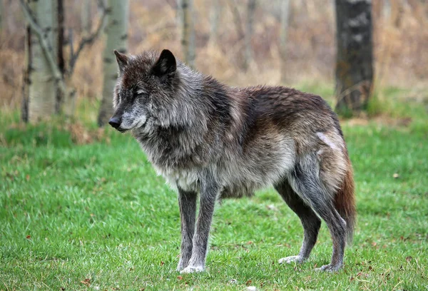 Wolfdog Alpha Santuário Yamnuska Wolfdog Cochrane Alberta Canadá — Fotografia de Stock