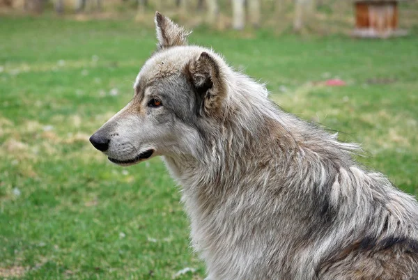 Lindo Perro Lobo Yamnuska Wolfdog Sanctuary Cochrane Alberta Canadá — Foto de Stock