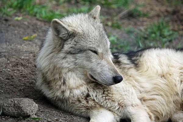 Sleeping Wolfdog Yamnuska Wolfdog Sanctuary Cochrane Alberta Canada — Stock Photo, Image