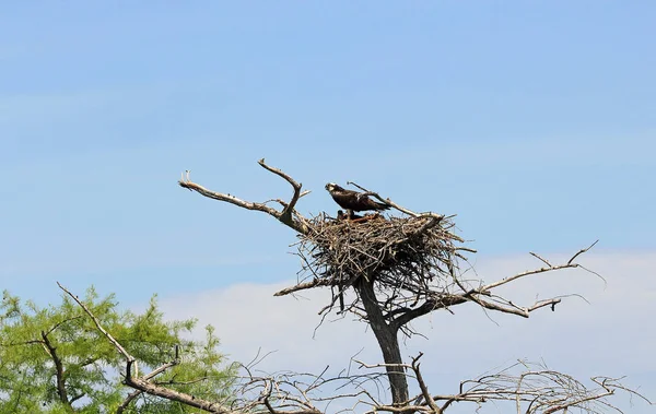 Árbol Seco Con Nido Águila Pescadora Pájaro Salvaje — Foto de Stock