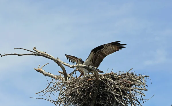 Osprey Nido Pájaro Salvaje — Foto de Stock