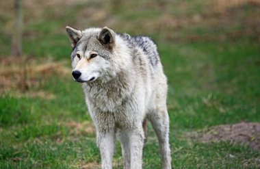 Wolfdog ayakta - Yamnuska Wolfdog Sanctuary, Cochrane, Alberta, Kanada gri