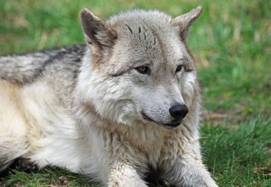Wolfdog portre - Yamnuska Wolfdog Sanctuary, Cochrane, Alberta, Kanada