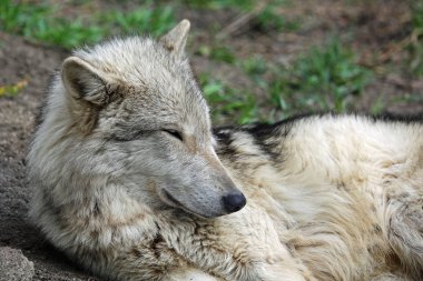 Wolfdog - Yamnuska Wolfdog Sanctuary, Cochrane, Alberta, Kanada uyku