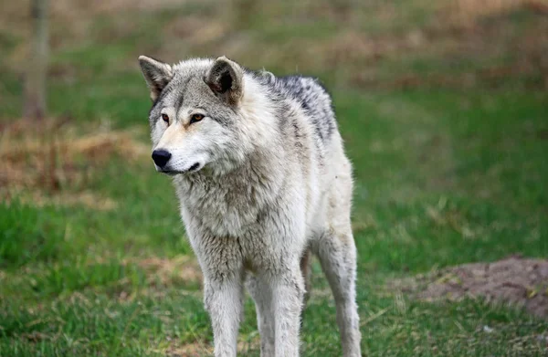 Grey Wolfdog Standing Santuário Yamnuska Wolfdog Cochrane Alberta Canadá — Fotografia de Stock