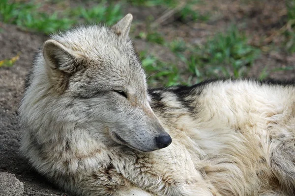 Perro Lobo Durmiente Yamnuska Wolfdog Sanctuary Cochrane Alberta Canadá — Foto de Stock