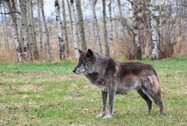 Siyah wolfdog Alfa - Yamnuska Wolfdog Sanctuary, Cochrane, Alberta, Kanada