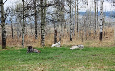 Üç wolfdog - Yamnuska Wolfdog Sanctuary, Cochrane, Alberta, Kanada