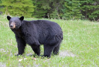 Siyah ayı - Kootenay Milli Parkı, British Columbia'da yapılacak vahşi ayı