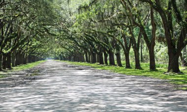 Yol Wormsloe Plantation - Savannah, Georgia