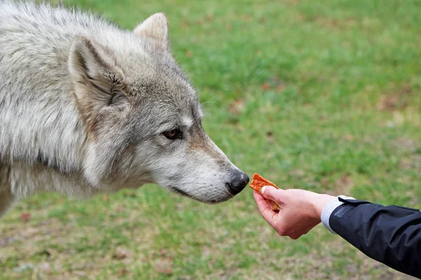 Tentación Alimentar Lobo Yamnuska Wolfdog Sanctuary Cochrane Alberta Canadá —  Fotos de Stock