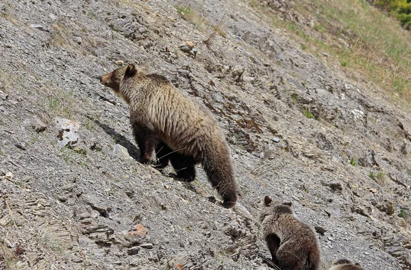 Mama Grizzly Seu Filhote Urso Selvagem Parque Nacional Kootenay Colúmbia — Fotografia de Stock
