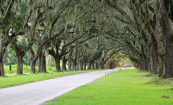 Oak alley - Savannah, Georgia