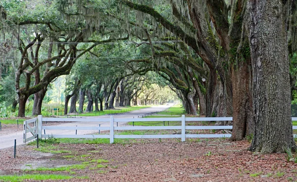 White Fence Oak Alley Savannah Georgia — Stock Photo, Image