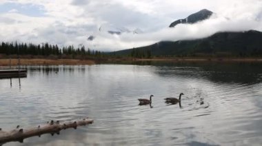 Çift kaz - Banff National Park, Alberta, Kanada