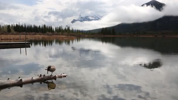 Canada Goose Houten Log Nationaal Park Banff Canada Alberta — Stockvideo