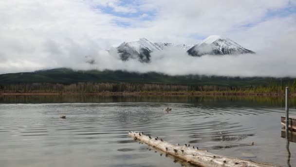 Sundance Peak Geese Vermilion Lake Banff Canada — Stock Video