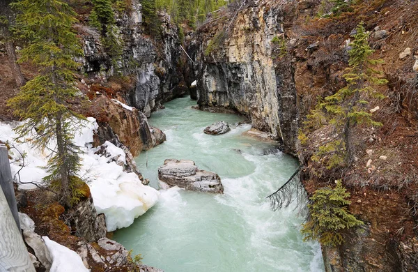 Tokumm Creek Kootenay Nemzeti Park British Columbia Kanada — Stock Fotó