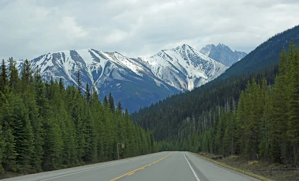 Στο Δρόμο Και Δάσος Kootenay Kootenay Εθνικό Πάρκο Βρετανική Κολομβία — Φωτογραφία Αρχείου