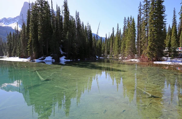 Alberi Sul Lago Smeraldo Yoho National Park Columbia Britannica Canada — Foto Stock