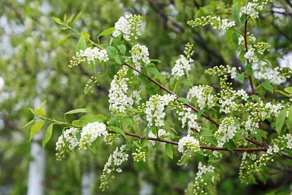 Siyah kiraz çiçeği ile şube