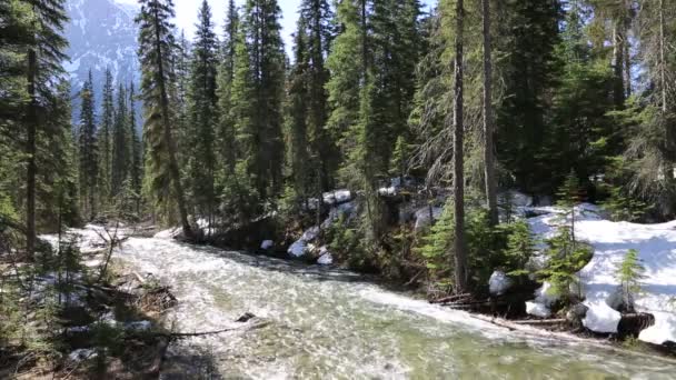 Riacho Floresta Parque Nacional Yoho Colúmbia Britânica Canadá — Vídeo de Stock