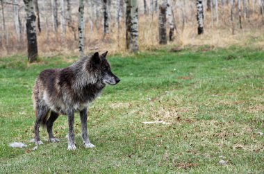 Wolfdog tarihinde takas - Yamnuska Wolfdog Sanctuary, Cochrane, Alberta, Kanada