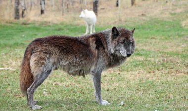 Eski wolfdog - Yamnuska Wolfdog Sanctuary, Cochrane, Alberta, Kanada
