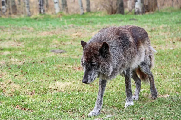 Paseo Wolfdog Yamnuska Wolfdog Sanctuary Cochrane Alberta Canadá — Foto de Stock