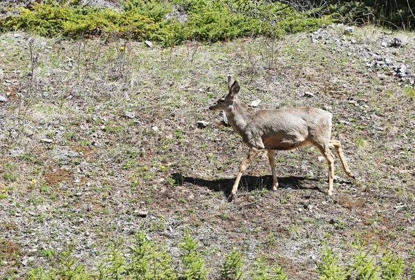 Female Deer Running Johnston Canyon Banff National Park Alberta Canada — Stock Photo, Image