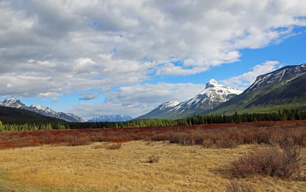 Panorama Met Amerikaanse Elanden Weiden Bow Valley Banff National Park — Stockfoto