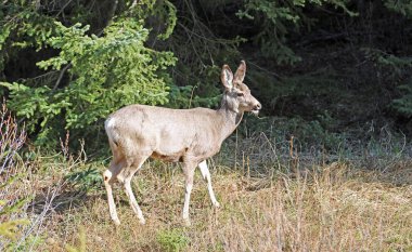 Banff Milli Parkı 'nda kadın geyik-yaban hayatı, Alberta Kanada