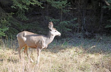 Banff Ulusal Parkı, Alberta Kanada 'da sabah güneş-yaban hayatı kadın geyik