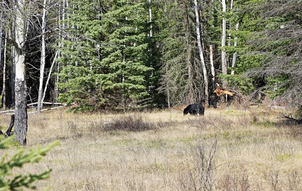 Zwarte Beer Clearing Wildlife Banff National Park Alberta Canada — Stockfoto