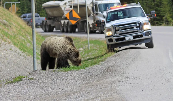 Grizzly bear and park rangers car - wildlife in Banff National Park, Alberta Canada