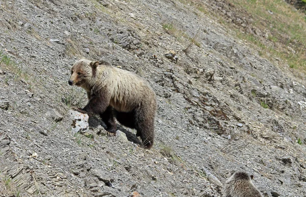 Mama Grizzly climbing the hill  - wildlife in Banff National Park, Alberta Canada