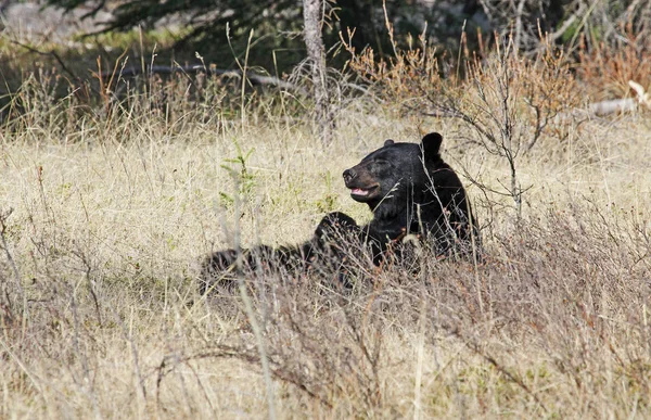 Медведь Блач Отдыхает Дикая Природа Национальном Парке Банф Альберта Канада — стоковое фото