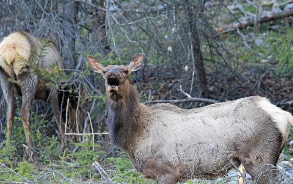 Female Elk Calling Wildlife Banff National Park Alberta Canada — Stock Photo, Image